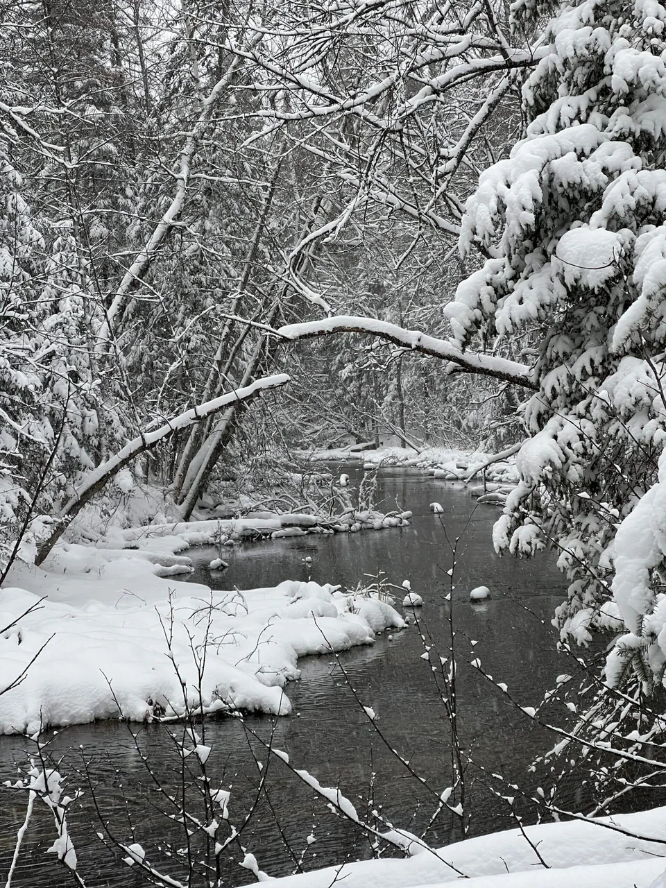 Snow-covered trees beside the water at Three Island County Park